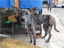 【待認養】混種犬 狗 (女生) - 南投縣公立動物收容所