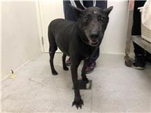 【待認養】混種犬 狗 (女生) - 臺北市動物之家