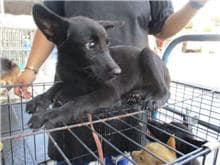 【待認養】混種犬 狗 (女生) - 南投縣公立動物收容所