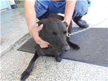 【待認養】混種犬 狗 (女生) - 桃園市動物保護教育園區