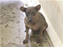 【待認養】混種犬 狗 (女生) - 臺北市動物之家