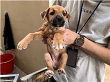 【待認養】混種犬 狗 (女生) - 新竹市動物保護教育園區