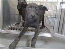 【待認養】混種犬 狗 (男生) - 桃園市動物保護教育園區