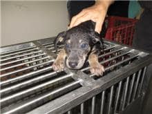 【待認養】混種犬 狗 (男生) - 桃園市動物保護教育園區