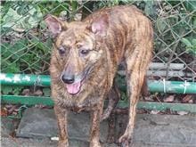 【待認養】混種犬 狗 (女生) - 臺北市動物之家