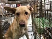 【待認養】混種犬 狗 (女生) - 金門縣動物收容中心