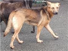 【待認養】混種犬 狗 (女生) - 臺北市動物之家