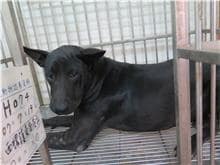 【待認養】混種犬 狗 (男生) - 雲林縣流浪動物收容所