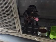 【待認養】混種犬 狗 (女生) - 金門縣動物收容中心