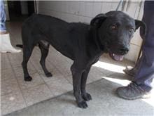 【待認養】混種犬 狗 (男生) - 南投縣公立動物收容所