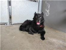 【待認養】混種犬 狗 (男生) - 新竹市動物保護教育園區