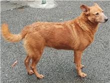 【待認養】混種犬 狗 (女生) - 臺北市動物之家