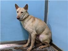 【待認養】混種犬 狗 (男生) - 臺北市動物之家