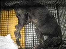 【待認養】混種犬 狗 (男生) - 桃園市動物保護教育園區