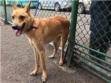 【待認養】混種犬 狗 (男生) - 臺北市動物之家