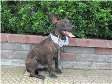 【待認養】混種犬 狗 (男生) - 南投縣公立動物收容所