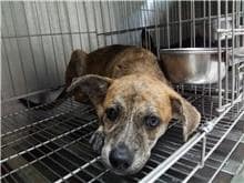 【待認養】混種犬 狗 (男生) - 新北市八里區公立動物之家