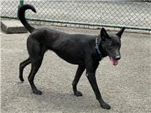 【待認養】混種犬 狗 (女生) - 臺北市動物之家