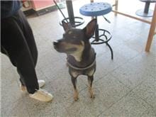 【待認養】混種犬 狗 (男生) - 桃園市動物保護教育園區