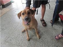 【待認養】混種犬 狗 (男生) - 桃園市動物保護教育園區