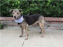 【待認養】混種犬 狗 (男生) - 南投縣公立動物收容所