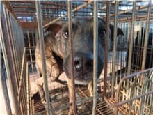 【待認養】混種犬 狗 (男生) - 臺南市動物之家灣裡站