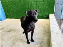 【待認養】混種犬 狗 (女生) - 南投縣公立動物收容所