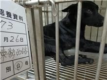 【待認養】混種犬 狗 (男生) - 雲林縣流浪動物收容所