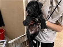 【待認養】混種犬 狗 (男生) - 新竹市動物保護教育園區