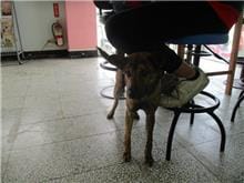 【待認養】混種犬 狗 (男生) - 桃園市動物保護教育園區