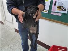 【待認養】混種犬 狗 (女生) - 桃園市動物保護教育園區