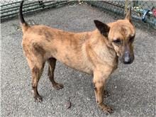 【待認養】混種犬 狗 (男生) - 臺北市動物之家