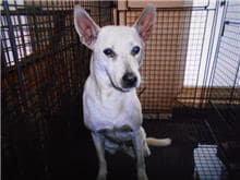 【待認養】混種犬 狗 (男生) - 桃園市動物保護教育園區