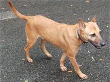 【待認養】混種犬 狗 (男生) - 臺北市動物之家