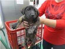 【待認養】混種犬 狗 (男生) - 桃園市動物保護教育園區