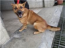 【待認養】混種犬 狗 (女生) - 南投縣公立動物收容所