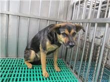 【待認養】混種犬 狗 (女生) - 南投縣公立動物收容所