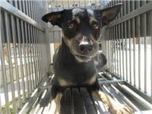 【待認養】混種犬 狗 (男生) - 桃園市動物保護教育園區