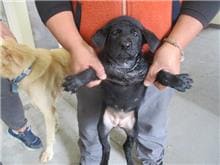 【待認養】混種犬 狗 (女生) - 桃園市動物保護教育園區