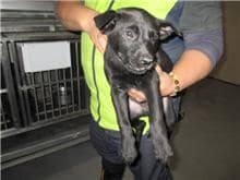 【待認養】混種犬 狗 (男生) - 桃園市動物保護教育園區