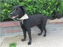 【待認養】混種犬 狗 (男生) - 南投縣公立動物收容所