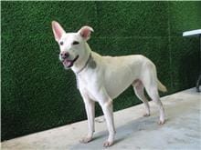 【待認養】混種犬 狗 (男生) - 南投縣公立動物收容所