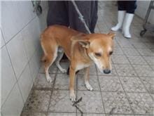 【待認養】混種犬 狗 (男生) - 南投縣公立動物收容所