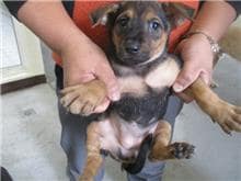 【待認養】混種犬 狗 (女生) - 桃園市動物保護教育園區