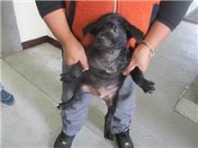 【待認養】混種犬 狗 (男生) - 桃園市動物保護教育園區