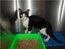 【待認養】混種貓 貓 (男生) - 桃園市動物保護教育園區