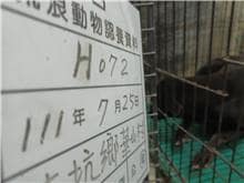 【待認養】混種犬 狗 (女生) - 雲林縣流浪動物收容所