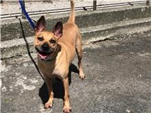 【待認養】混種犬 狗 (男生) - 臺北市動物之家