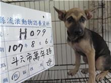 【待認養】混種犬 狗 (女生) - 雲林縣流浪動物收容所
