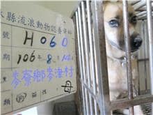 【待認養】混種犬 狗 (女生) - 雲林縣流浪動物收容所